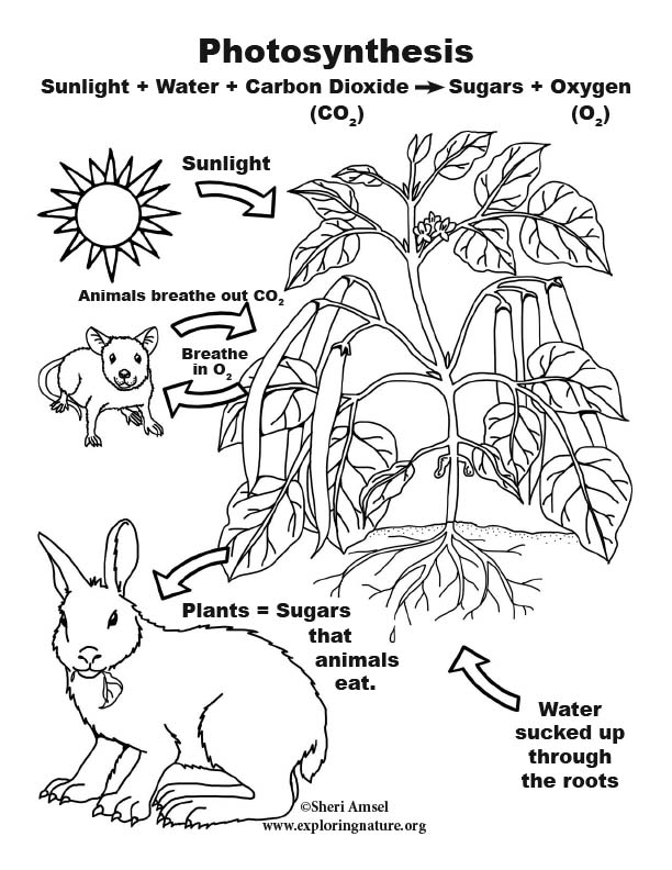 Photosynthesis poster