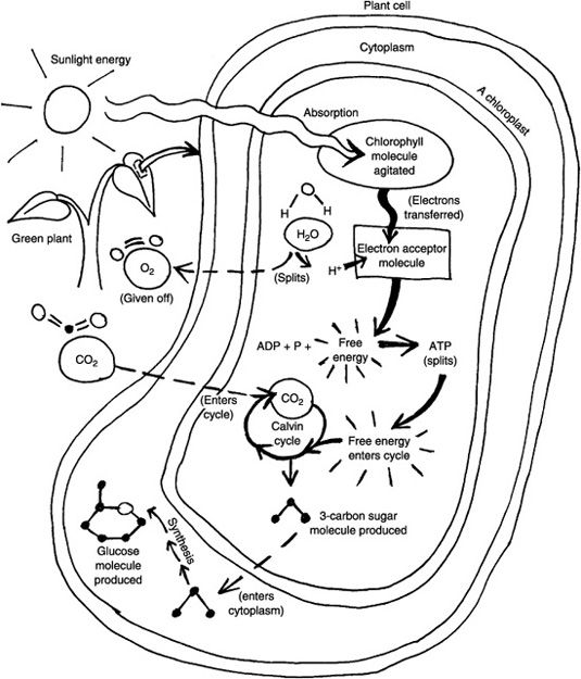 Chemicals for metabolism help page education biology lessons photosynthesis worksheet biology classroom