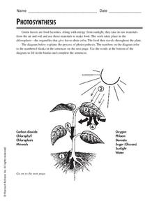 Photosynthesis coloring pages lesson plans worksheets