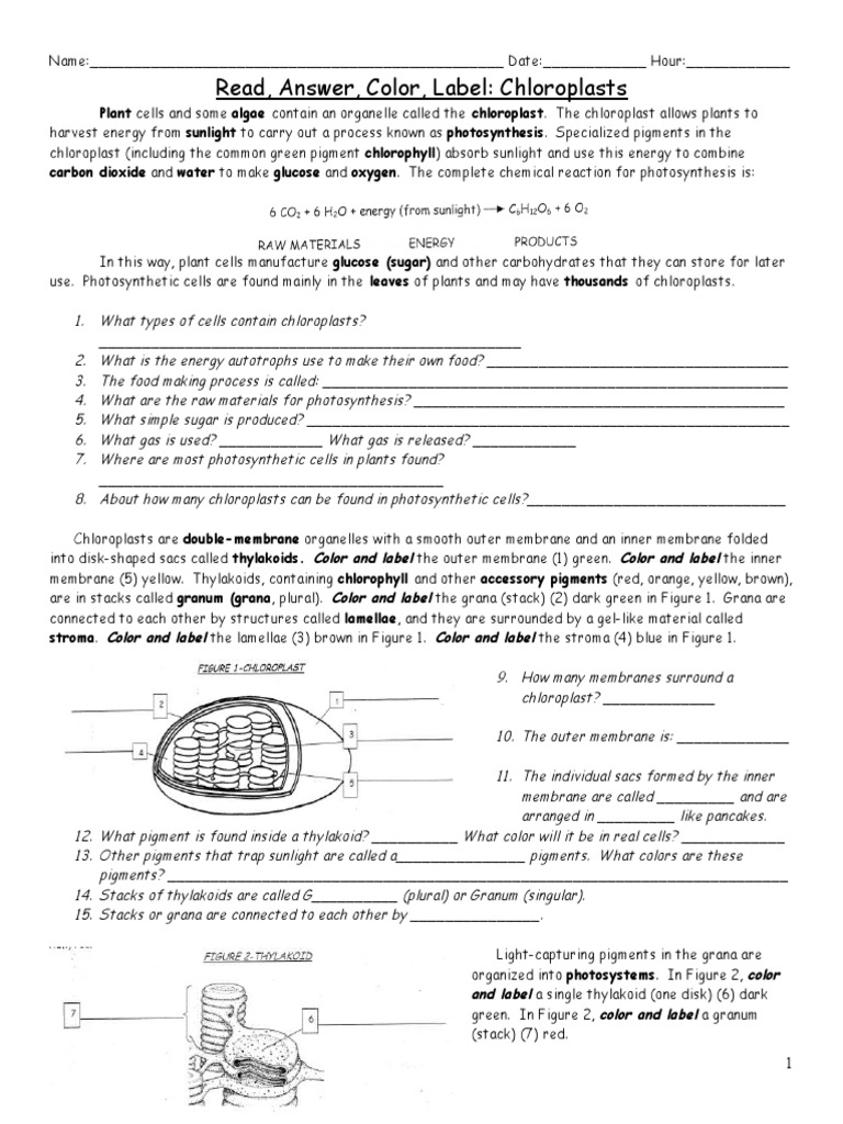 Beth photosynthesis coloring worksheet pdf chloroplast photosynthesis
