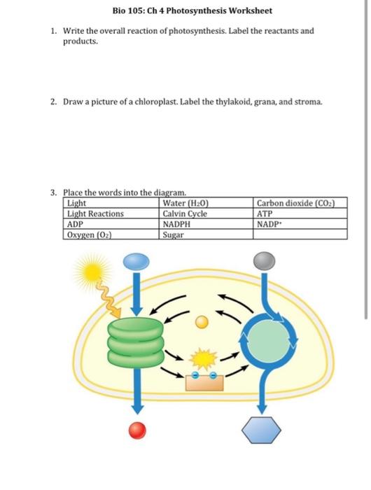 Solved bio ch photosynthesis worksheet write the
