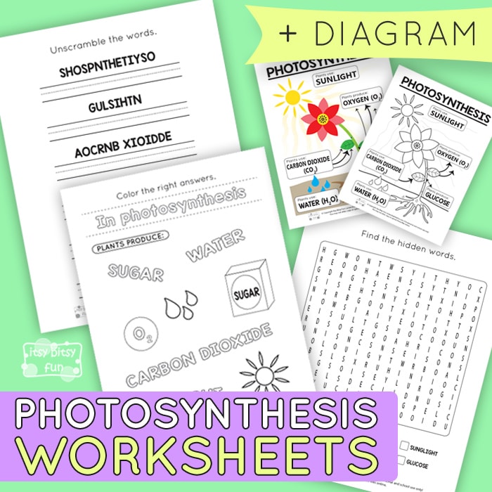 Photosynthesis worksheets for kids