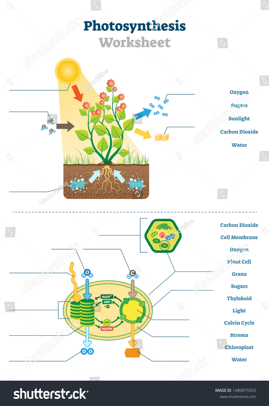 Photosynthesis worksheet vector illustration educational blank stock vector royalty free