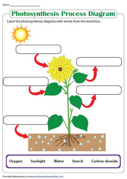 Label the photosynthesis diagram photosynthesis worksheet science worksheets photosynthesis