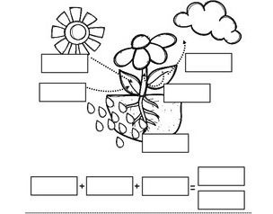 Photosynthesis