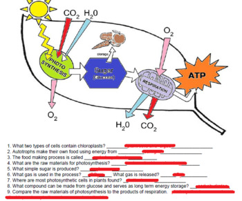 Photosynthesis coloring key by biologycorner tpt