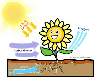 Exploring photosynthesis fun worksheets and activities for kids