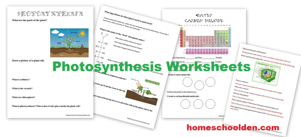 Photosynthesis worksheets