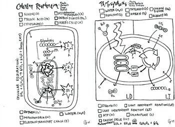 Energy coloring sheet color worksheets photosynthesis and cellular respiration photosynthesis worksheet
