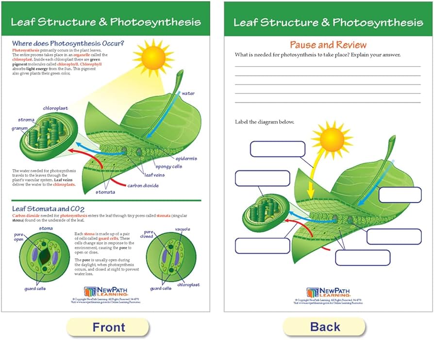 Newpath learning photosynthesis respiration bulletin board charts set