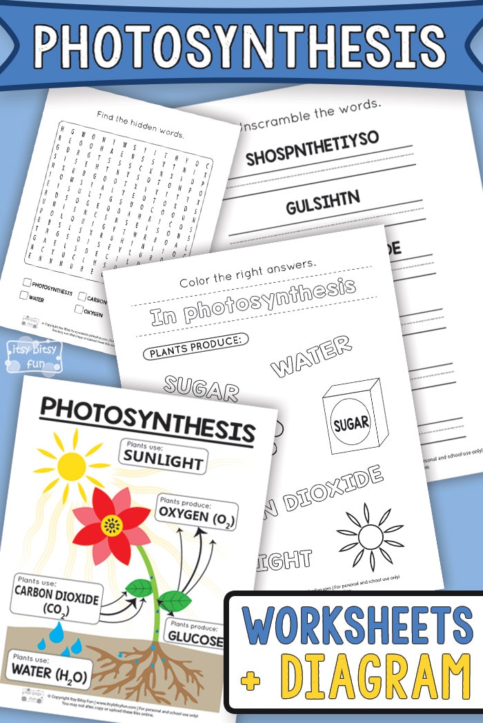 Photosynthesis worksheets for kids