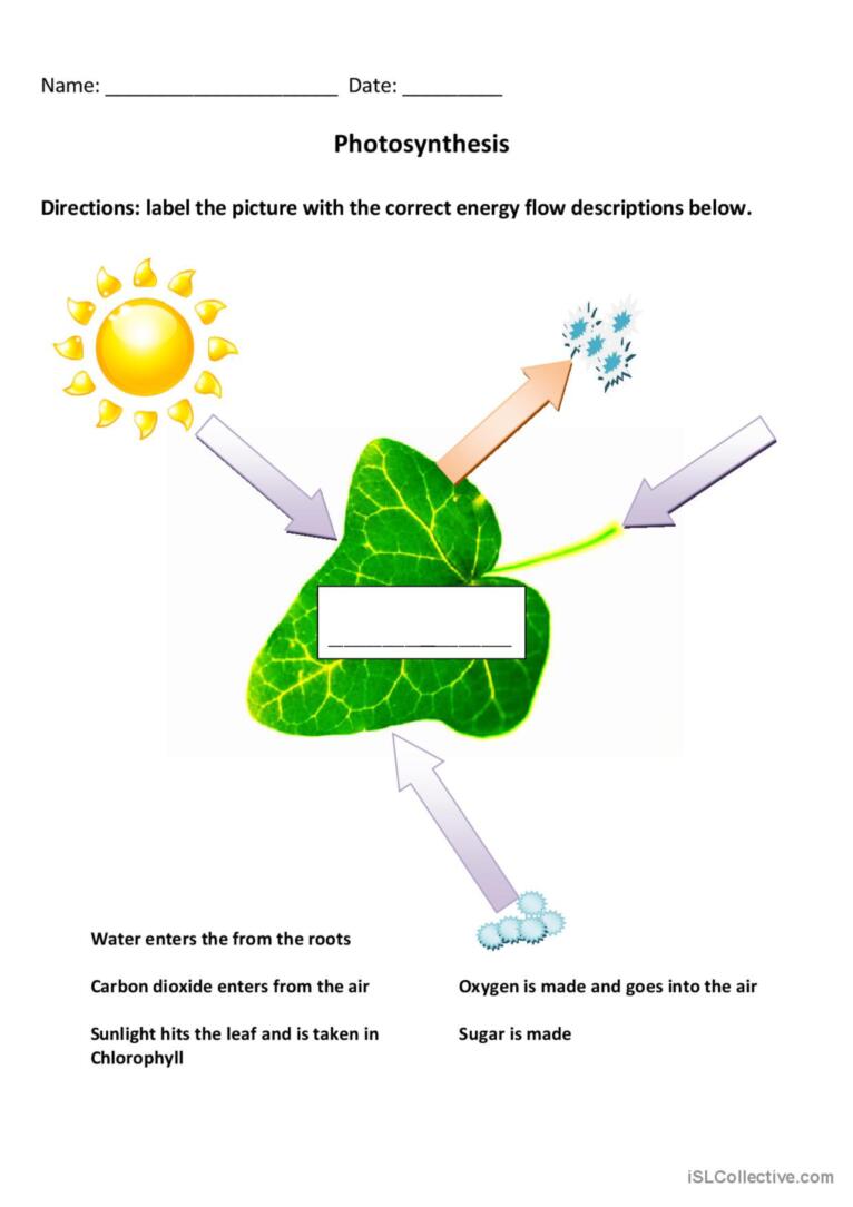 Photosynthesis diagram glish esl worksheets pdf doc