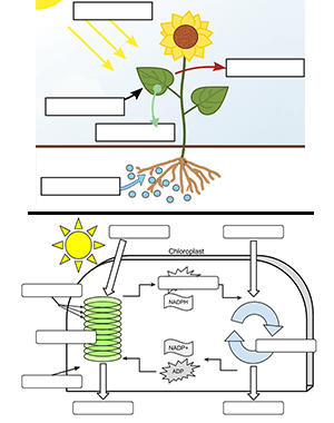 Photosynthesis label