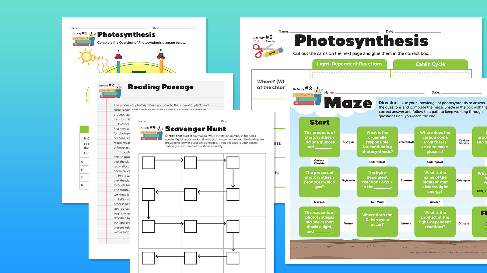 Photosynthesis worksheets for middle high school free to print