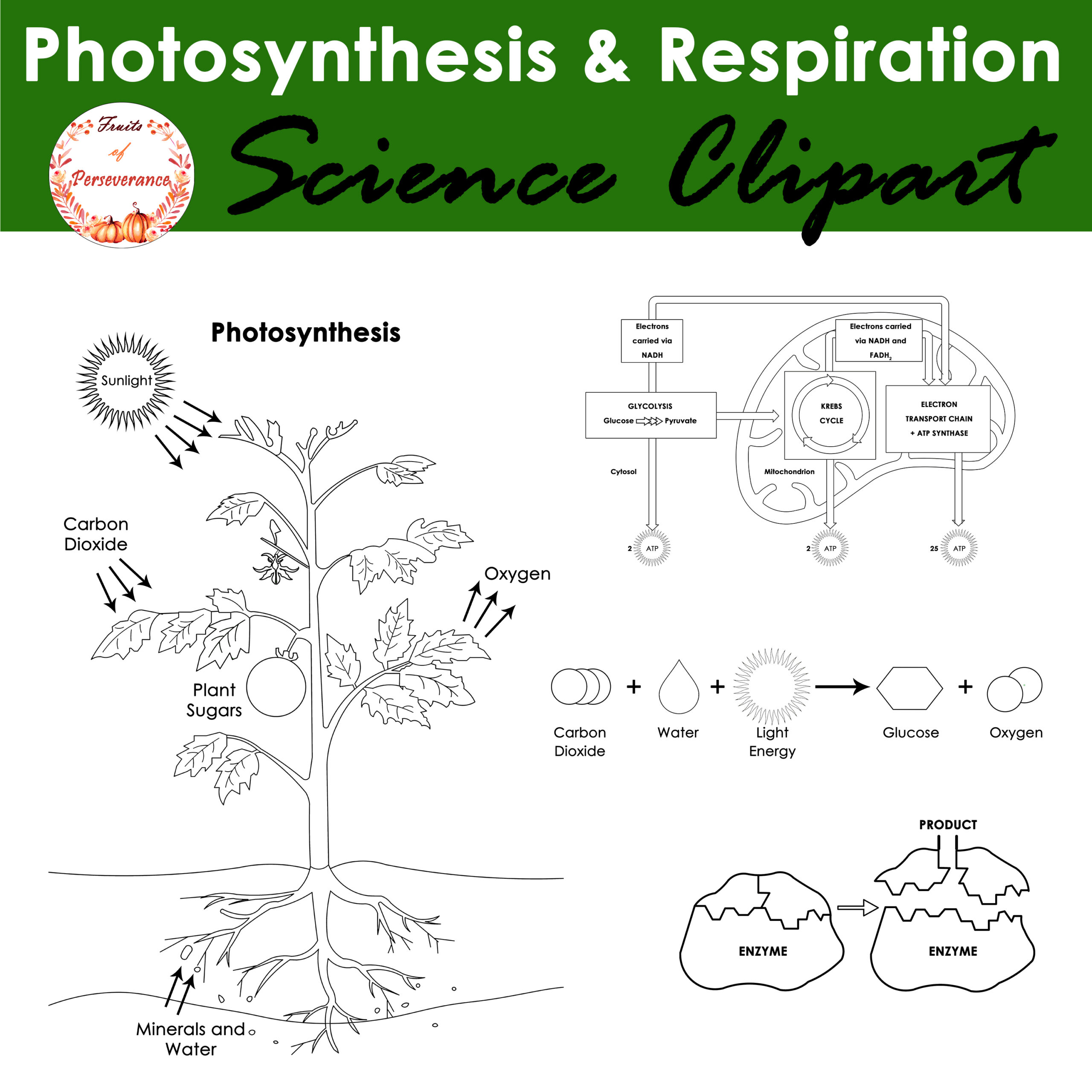 Photosynthesis and cellular respiration clipart and diagrams made by teachers