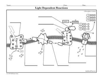 Photosynthesis activity light dependent reactions coloring page
