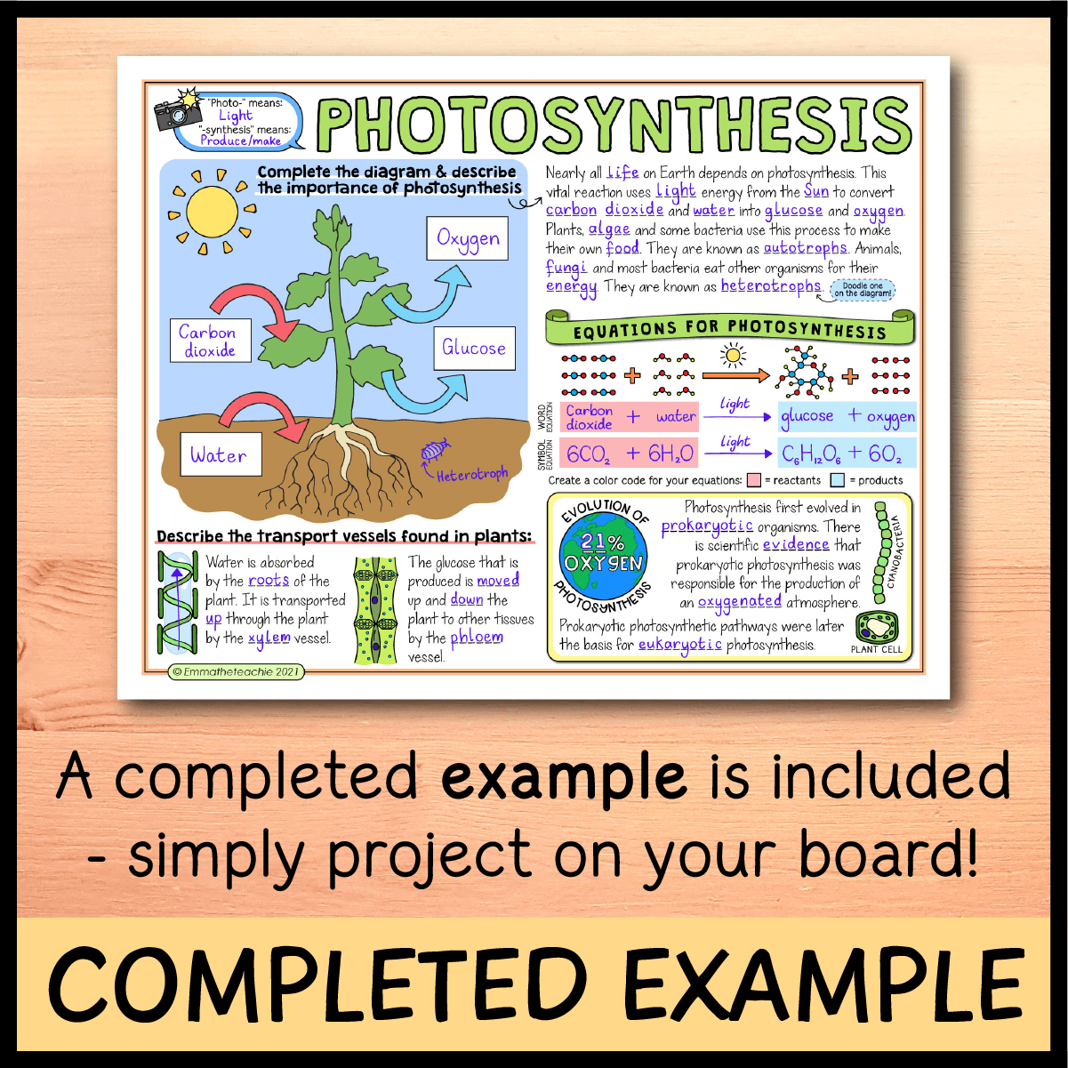 Photosynthesis doodle notes