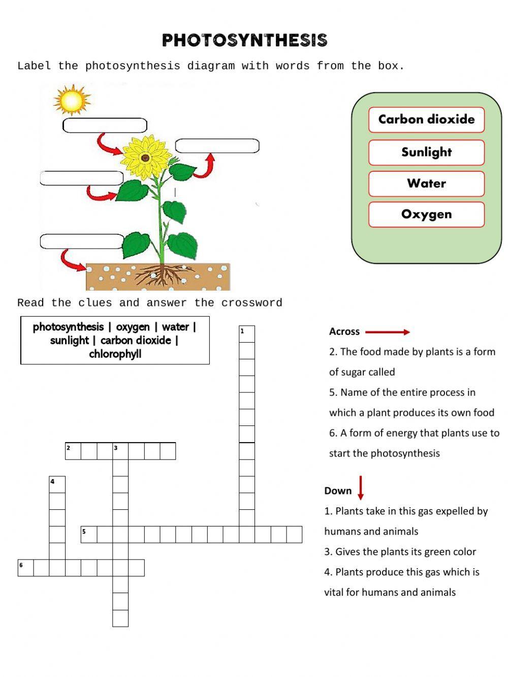 Photosynthesis