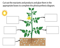 Photosynthesis worksheets