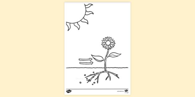 Photosynthesis colouring sheet