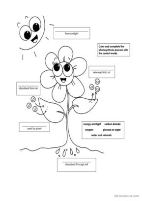 Photosynthesis glish esl worksheets pdf doc