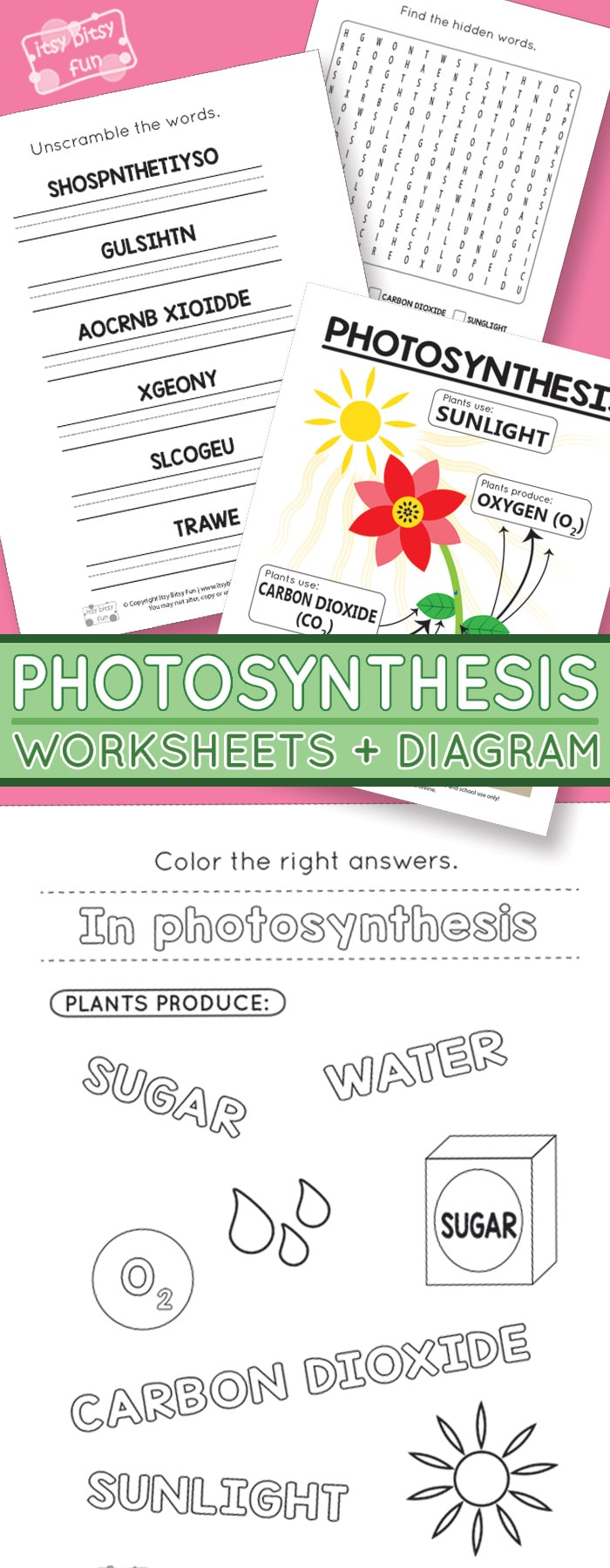Photosynthesis worksheets for kids