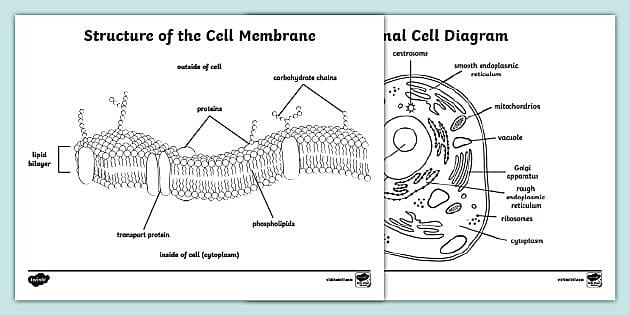 Structure of the cell membrane coloring sheet teacher made