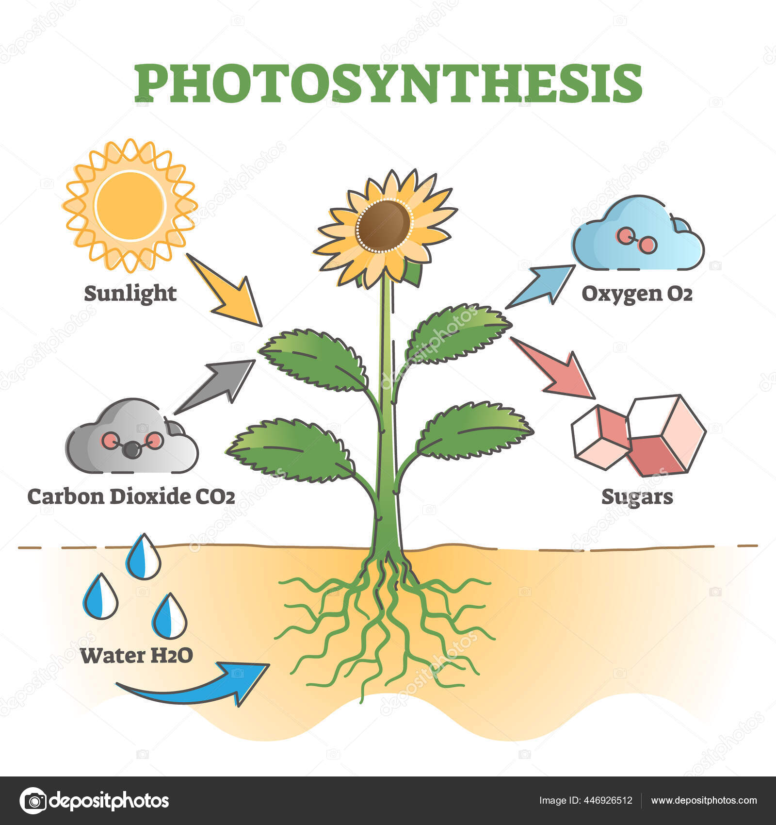 Photosynthesis diagram process symbolic explanation scheme outline concept stock vector by vectormine