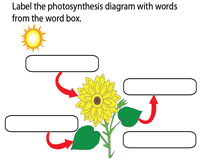 Photosynthesis worksheets