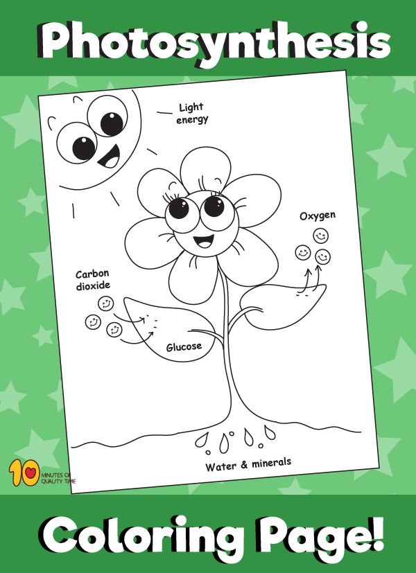 Photosynthesis â coloring page photosynthesis coloring pages photosynthesis activities