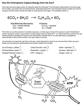 Photosynthesis coloring key by biologycorner tpt