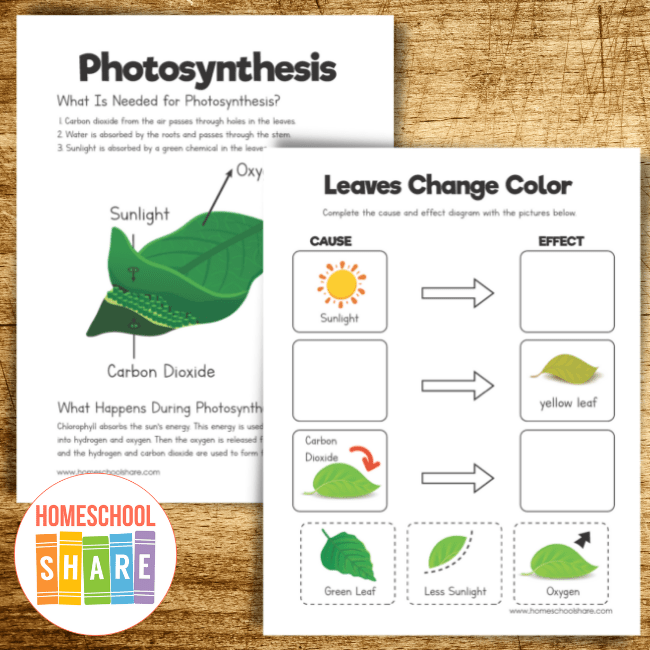 Printable leaf worksheets and activities