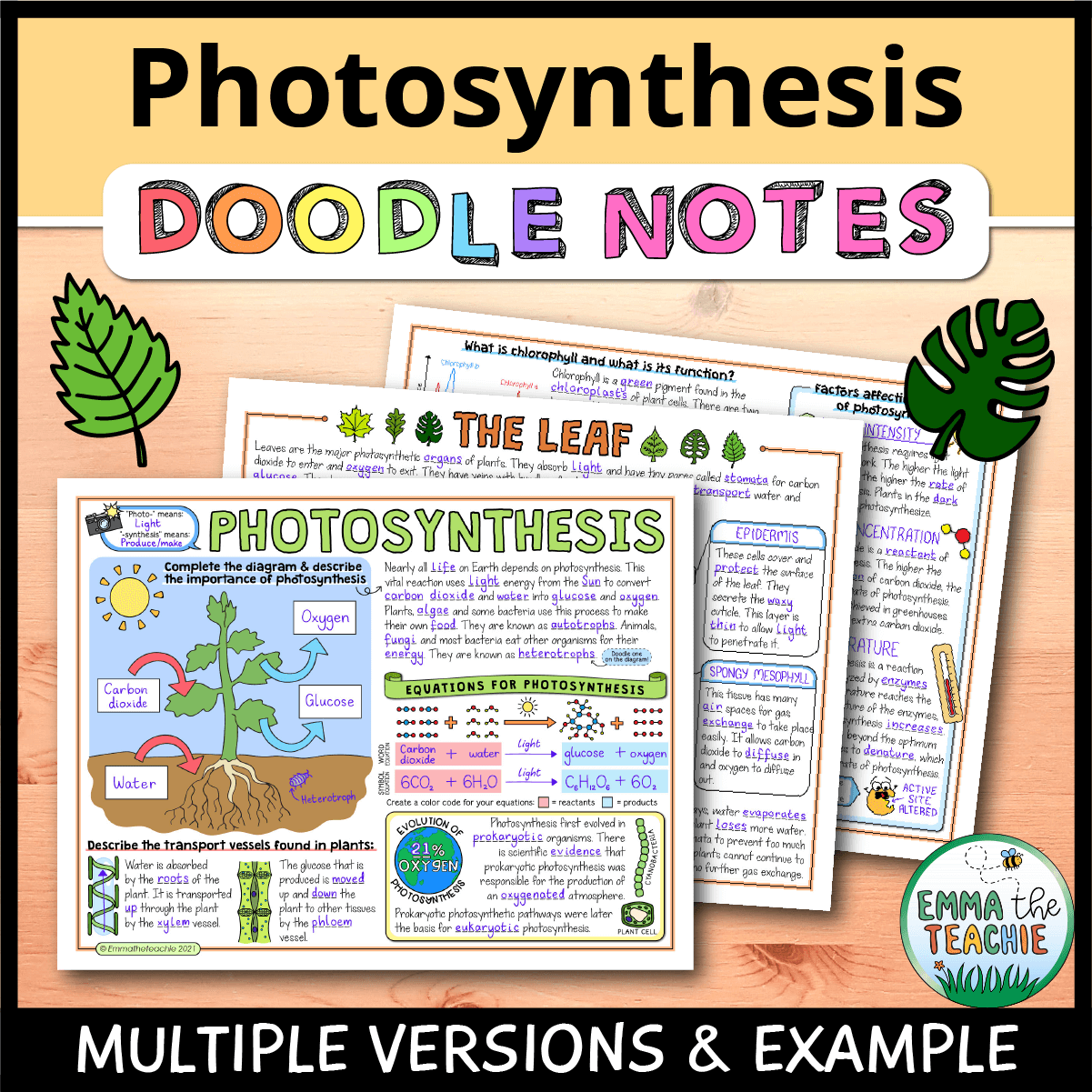 Photosynthesis doodle notes