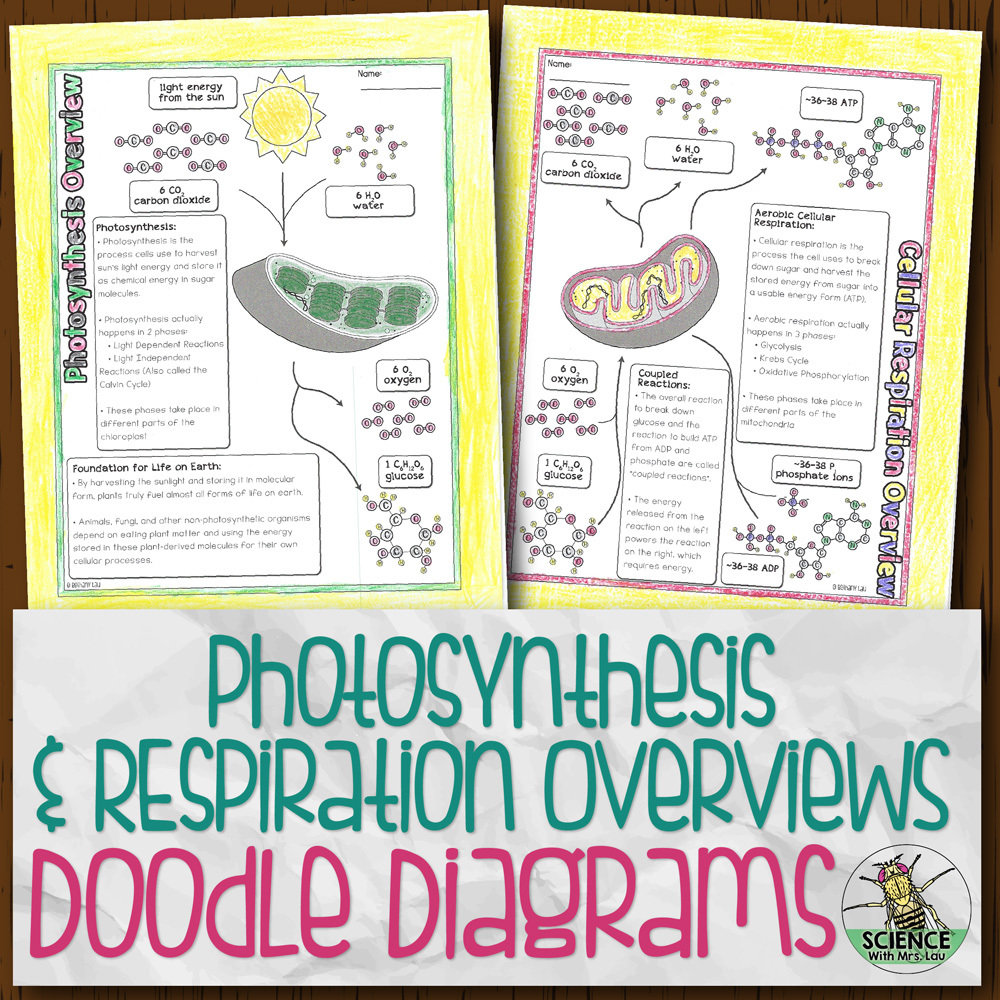 Photosynthesis and respiration overviews doodle diagrams store