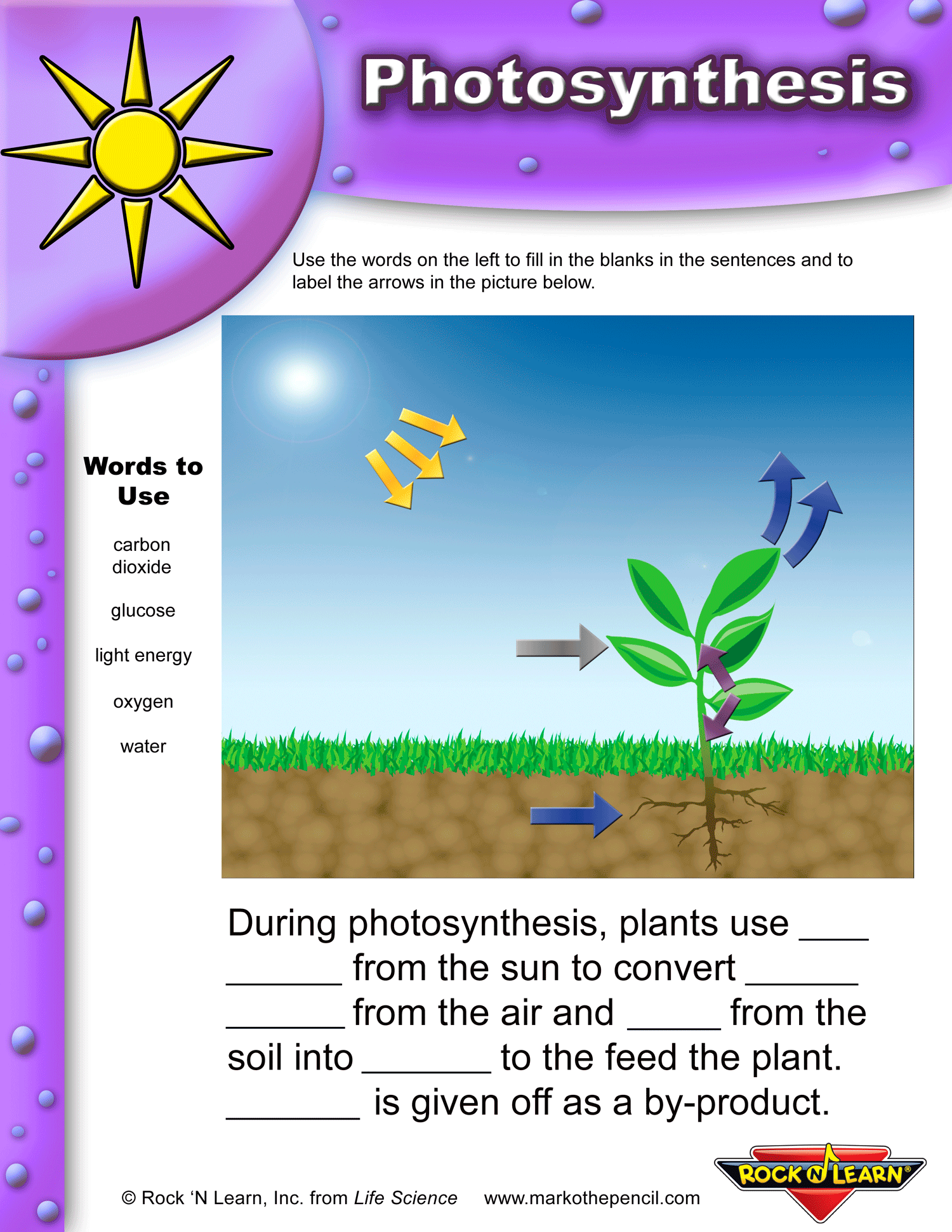Photosynthesis worksheets for elementary classrooms