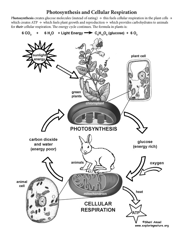 Photosynthesis cellular respiration