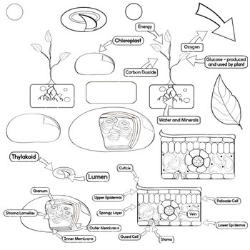 Leaf diagram and photosynthesis clip art