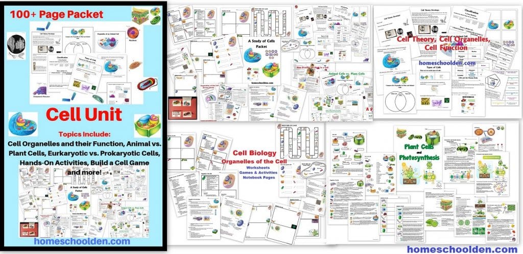 Photosynthesis worksheets