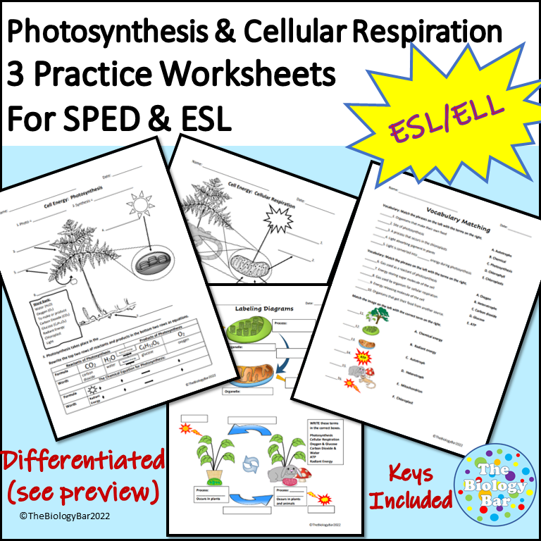 Esl biology photosynthesis and cellular respiration worksheets made by teachers