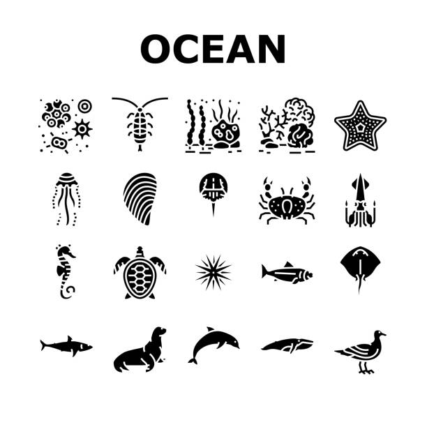 Phytoplankton stock illustrations royalty