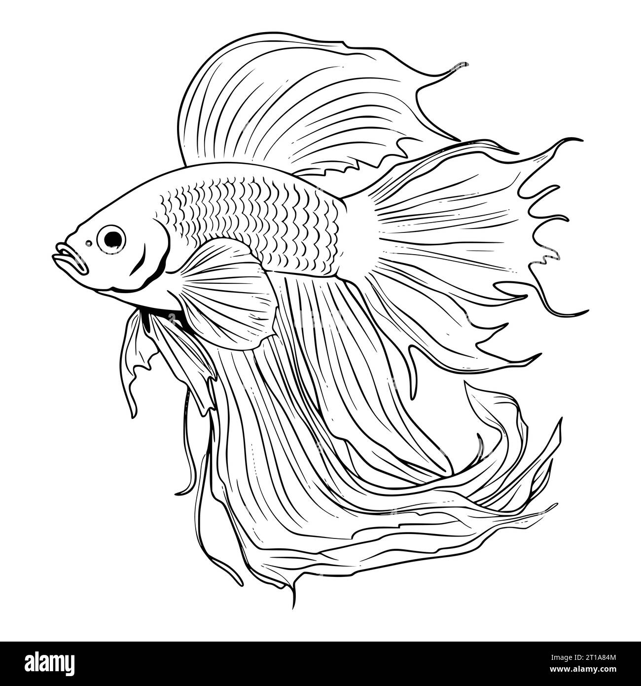 Fish coloring pages hi