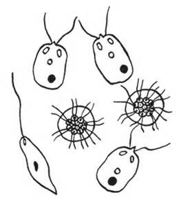 Zooplankton coloring page coloring pages coloring pages color olaf the snowman