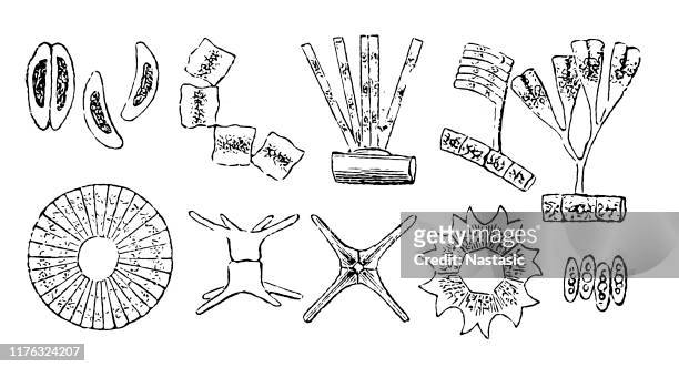 Phytoplankton high res illustrations