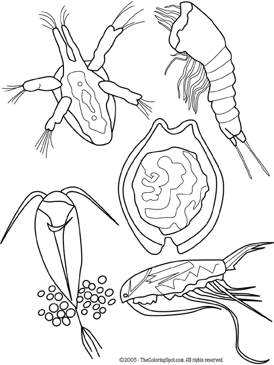 Zooplankton coloring page audio stories for kids free coloring pages colouring printables