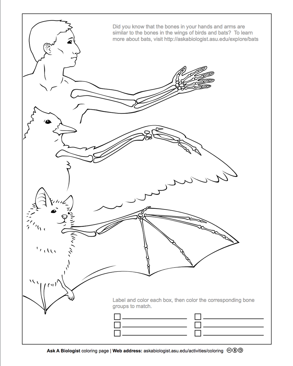 Stay in the lines with these neat science coloring pages