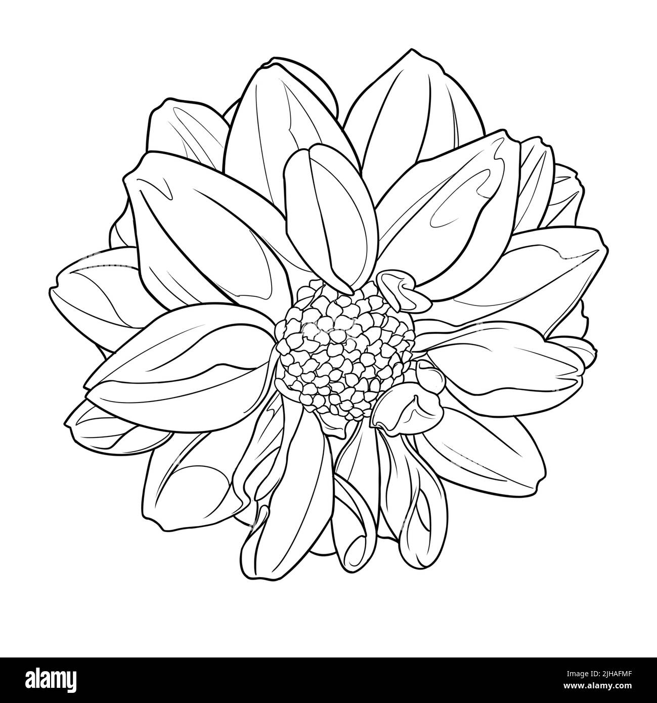 Dahlia art black and white stock photos images