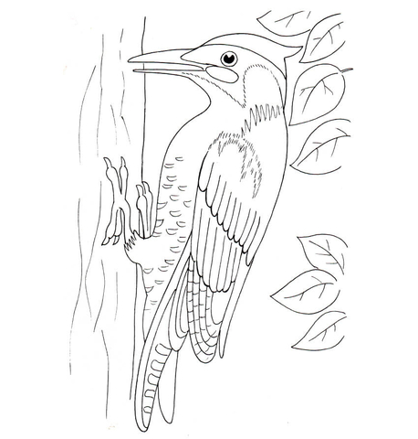 Dibujo de pãjaro carpintero para colorear dibujos para colorear imprimir gratis