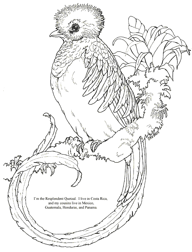 Pin by laguadalupearte on proyecto freestyle coloring pages bird coloring pages adult coloring pages