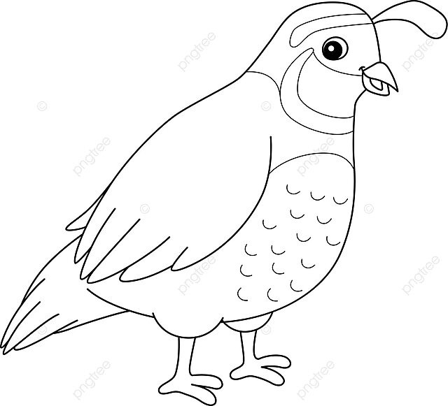 Dibujo de codorniz animal pãgina para colorear niãos pico pãjaro diseão vector png dibujos dibujo de animal dibujo de pãjaro dibujo de anillo png y vector para dcargar gratis