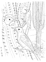 Woodpecker coloring pages and printable activities